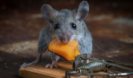 老鼠吃瓜最新事件爆料,揭秘瓜农与鼠患的矛盾冲突